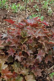 Image result for Heuchera `Palace Purple`