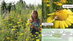 Image result for Färberkamille