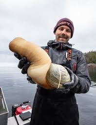 Image result for geoduck
