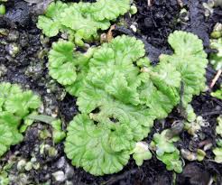 Attēlu rezultāti vaicājumam “Ricciocarpos natans”