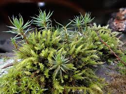 Attēlu rezultāti vaicājumam “Aulacomnium androgynum sporophyte”