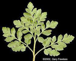 Attēlu rezultāti vaicājumam “Botrychium multifidum”