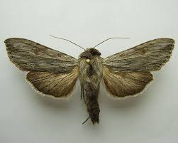 Attēlu rezultāti vaicājumam “Cucullia lucifuga larva”