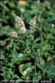 Attēlu rezultāti vaicājumam “Mentha spicata”
