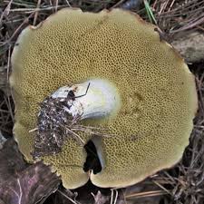 Attēlu rezultāti vaicājumam “Suillus granulatus”