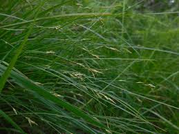 Attēlu rezultāti vaicājumam “Carex remota”