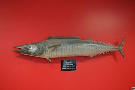 Image result for Acanthocybium solandri