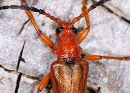 Attēlu rezultāti vaicājumam “Rhamnusium bicolor”