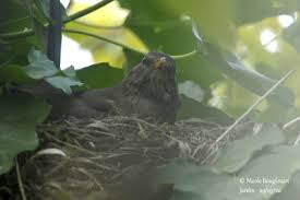 Attēlu rezultāti vaicājumam “Turdus merula nest”