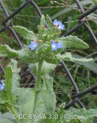 Attēlu rezultāti vaicājumam “Anchusa arvensis”