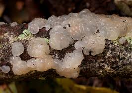 Attēlu rezultāti vaicājumam “Exidia cartilaginea”