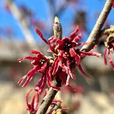 Attēlu rezultāti vaicājumam “Hamamelis vernalis flower”
