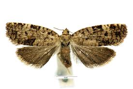 Attēlu rezultāti vaicājumam “Dichelia histrionana”