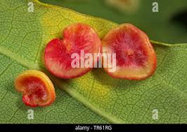 Attēlu rezultāti vaicājumam “Neuroterus albipes”