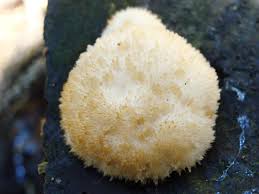 Attēlu rezultāti vaicājumam “Postia ptychogaster”