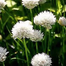 Image result for Allium schoenoprasum