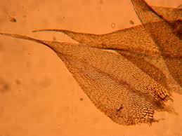 Attēlu rezultāti vaicājumam “Drepanocladus aduncus var. polycarpon”