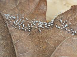 Attēlu rezultāti vaicājumam “Didymium minus”