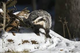 Attēlu rezultāti vaicājumam “Meles meles adult”