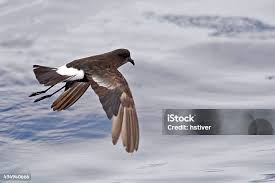 Image result for Oceanites oceanicus