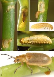 Attēlu rezultāti vaicājumam “Galerucella nymphaeae pupa”