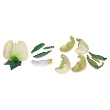 Attēlu rezultāti vaicājumam “Pisum sativum flower”