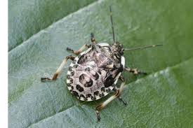 Attēlu rezultāti vaicājumam “Pinthaeus sanguinipes imago”