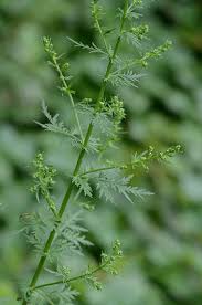 Image result for Artemisia annua