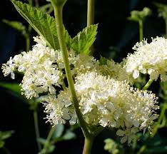 Attēlu rezultāti vaicājumam “Filipendula ulmaria  flower”