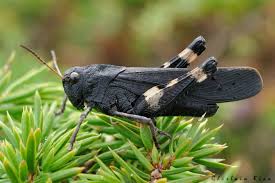 Attēlu rezultāti vaicājumam “Psophus stridulus”