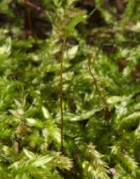 Attēlu rezultāti vaicājumam “Callicladium haldanianum”