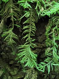 Attēlu rezultāti vaicājumam “Pseudoscleropodium purum”