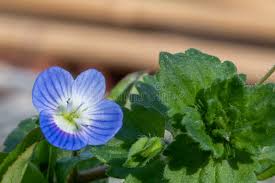 Attēlu rezultāti vaicājumam “Veronica arvensis”