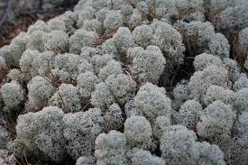 Attēlu rezultāti vaicājumam “Cladonia stellaris”