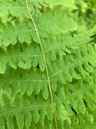 Attēlu rezultāti vaicājumam “Thelypteris palustris”