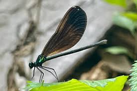 Attēlu rezultāti vaicājumam “Calopterygidae”