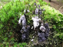 Attēlu rezultāti vaicājumam “Nectriopsis violacea”