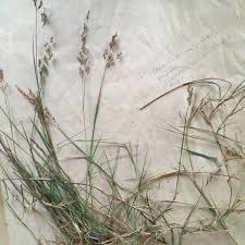 Attēlu rezultāti vaicājumam “Agrostis capillaris”