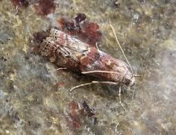 Attēlu rezultāti vaicājumam “Phycita roborella”