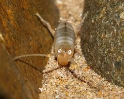 Attēlu rezultāti vaicājumam “Talitrus saltator”