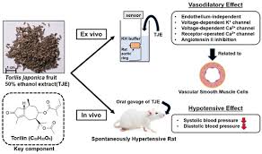 Attēlu rezultāti vaicājumam “Torilis japonica fruit”