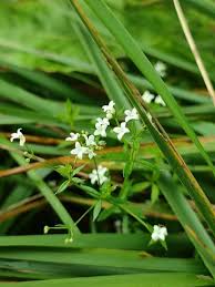 Attēlu rezultāti vaicājumam “Galium uliginosum”