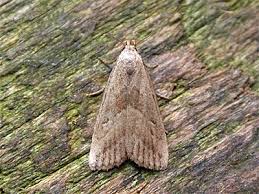 Attēlu rezultāti vaicājumam “Hypenodes humidalis”