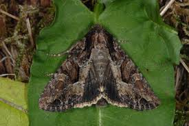 Attēlu rezultāti vaicājumam “Apamea remissa”