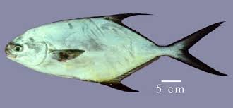 Image result for Trachinotus falcatus