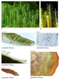 Attēlu rezultāti vaicājumam “Anomodon viticulosus sporophyte”