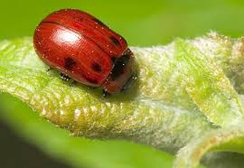 Attēlu rezultāti vaicājumam “Gonioctena viminalis”