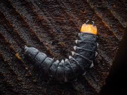 Attēlu rezultāti vaicājumam “Lygistopterus sanguineus”