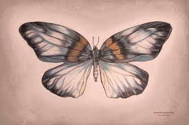 Attēlu rezultāti vaicājumam “Zygaenidae”