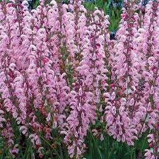 Image result for Salvia pratensis